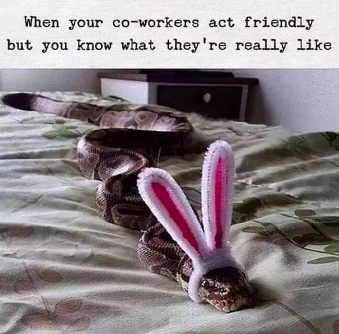 toxic team environment snake in bunny ears meme